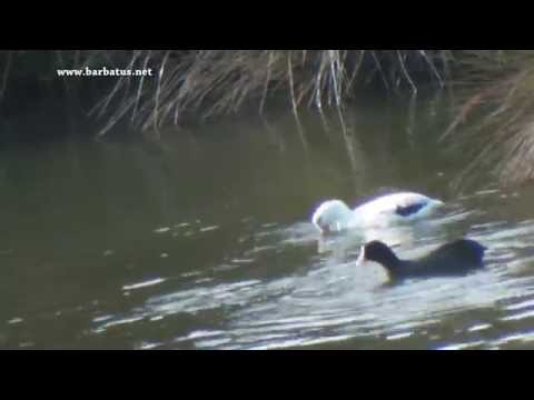 FOCHA COMÚN | COOT | Fulica atra