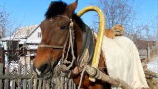 preview picture of video 'Кошки - Наездники Конь Яшка  Зима Сани The 3 cats'