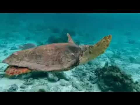 Y M SENUDI WIDASNA  6A   Copy