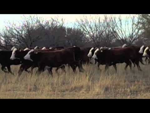 106 Home Raised True F1 Brafords Bred to Angus bulls