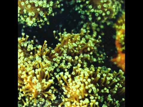 Balam Acab - See Birds (Moon)