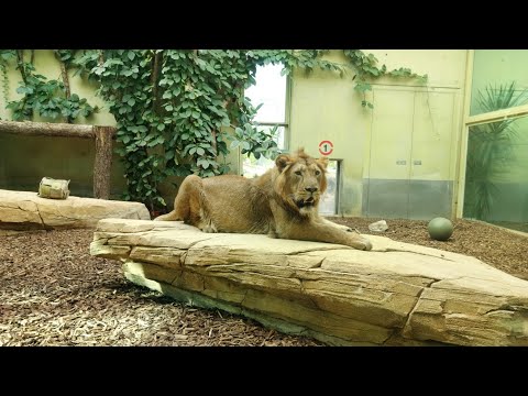 Mani the Indian Lion 🦁 First Steps On Stage | Frankfurt Zoo 4K January 2026