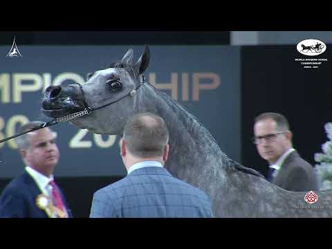 N 46 SIWAR AL SHAQAB   World Arabian Horse Championship 2021   PARIS   Junior Fillies Class 2B