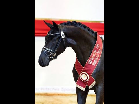 Dream Royal (Don Royal x Quadroneur x Rubin Royal OLD) Vechta 2022