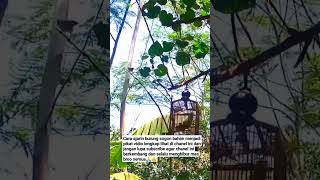 Download lagu cara ajarin burung sogon bahan menjadi pikat #memikat #caramemikat #kicaumania #caramikatburung mp3 Download lagu cara ajarin burung sogon bahan menjadi pikat #memikat #caramemikat #kicaumania #caramikatburung mp3