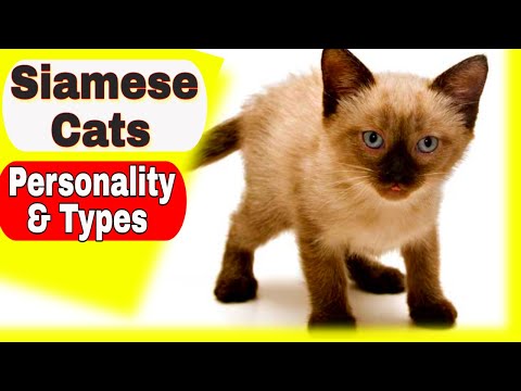 Siamese Cats - Personality and Types of Siamese Cats