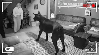 105 Incredible Moments Caught on CCTV Camera | Best of 2024