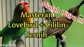 Download lagu Masteran Burung Lovebird Dan Cililin mp3 Download lagu Masteran Burung Lovebird Dan Cililin mp3