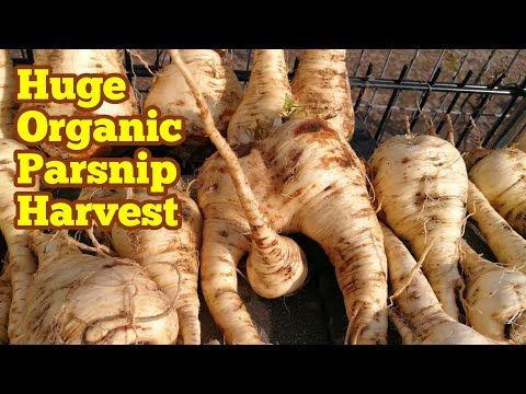 Huge Parsnip Harvest (From Seeds Of CNSeeds And Using No Dig Method)