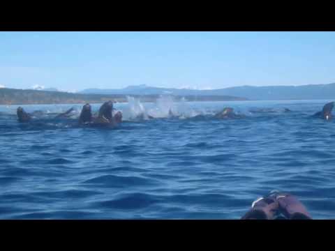 Norris Sea Lions 2017 02 13