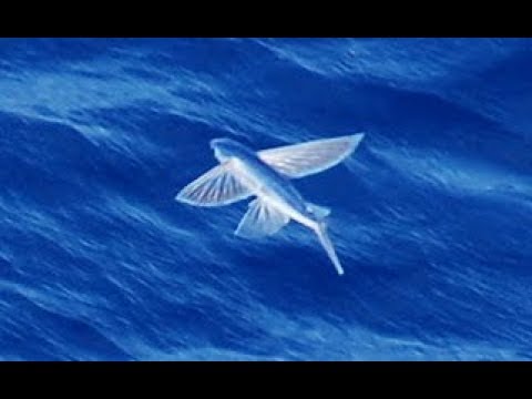 image-How long do flying fish live for?