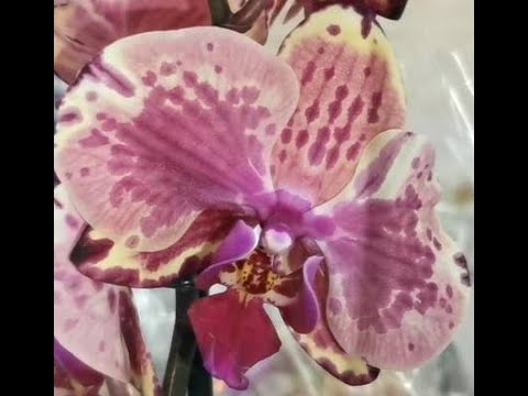 Леруа:ПОТРЯСАЮЩИЙ завоз ОРХИДЕЙ,скидки,28.10.22,ТЦ "Космопорт",Самара,ул. Дыбенко,30.