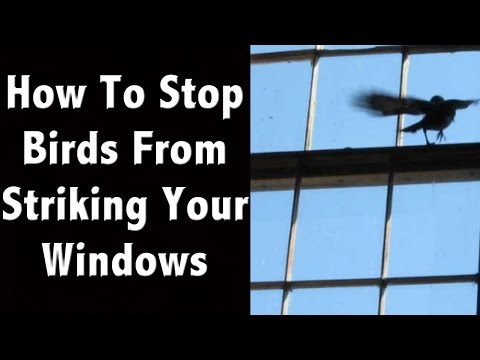 YouTube video about: How to keep birds off window sills?