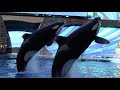 Orca Encounter Full Show SeaWorld Orlando May 7 2021