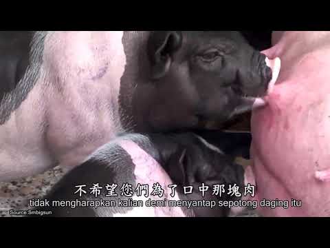 Himbauan Ibu Pertiwi