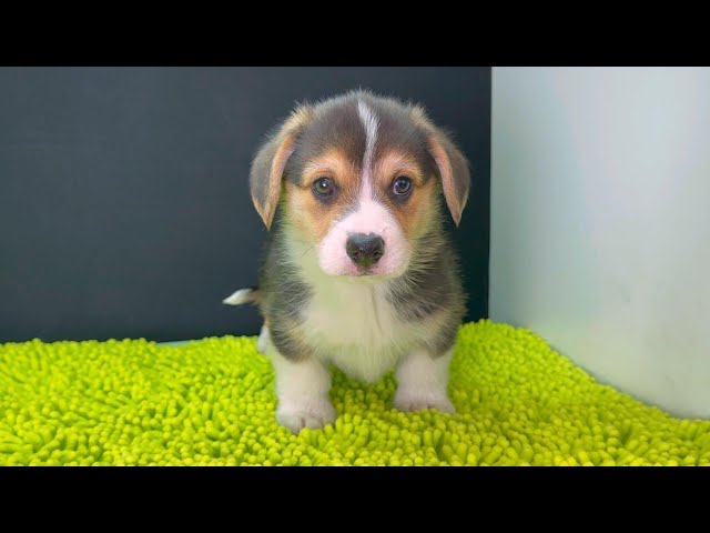 (子犬) 犬種：ウェルシュ・コーギー・ペンブローク 男の子 ブリーダー マロニエケンネル　MARRONNIER KENNEL k4045の画像
