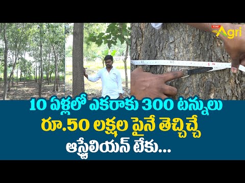 Australian Teak Tree