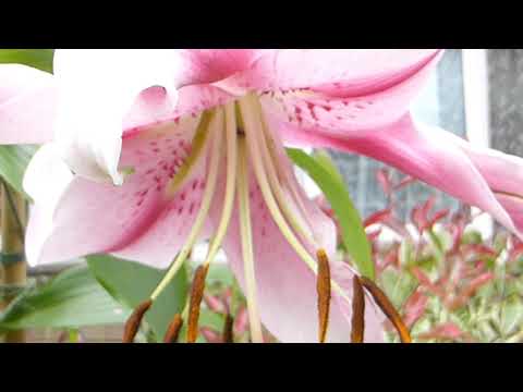 Oriental Hybrids - Lilium - Austurlandablendingur - Trompetliljublendingur - Liljur - Skrautplöntur