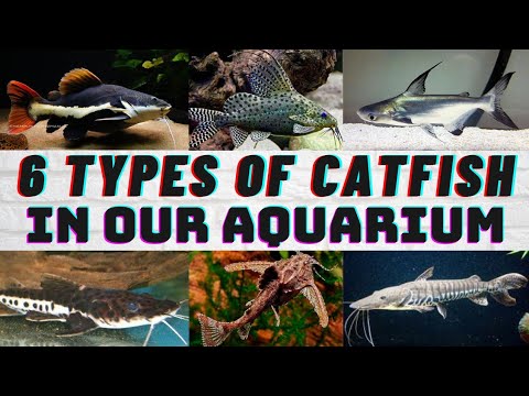 Types of catfish Tamil | paroonshark, redtail shovelnose hybrid stone featherfin catfish Aquarium