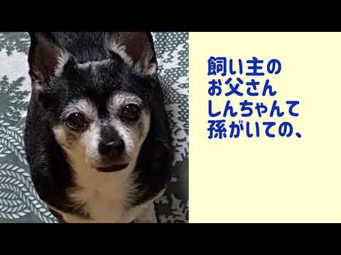 ワンワンU・x・Uお悩み相談室6️⃣〜福井市「さくらちゃん」🐶子供さん👶👶にチャイルドシートの着用を