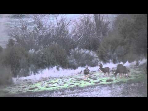 Eastern Washington Mule Deer Hunt