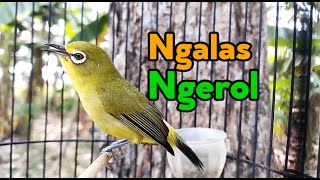 Download lagu Pancingan Pleci Ngalas Ngerol mp3