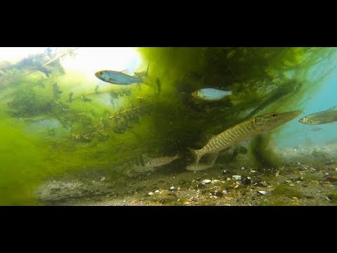 Una mattina sott’acqua nel Ticino