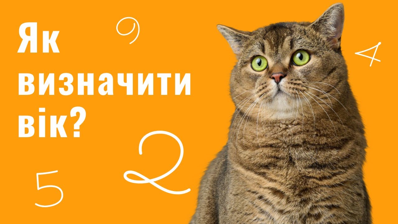 YouTube video preview