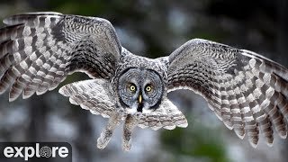 Webcam Live  Great Gray Owls at Jim’s Place  Montana's Mission Valley