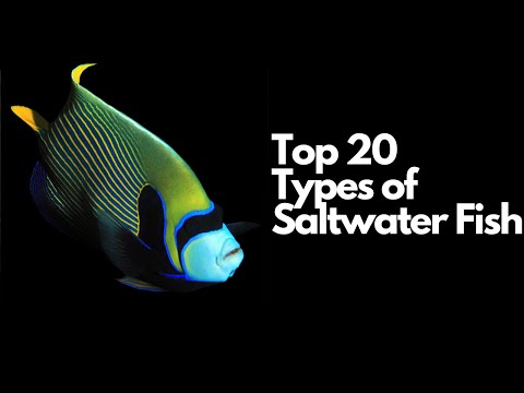 Top 20 Types of Saltwater Fish 🐠 (Most Popular Saltwater Fish)