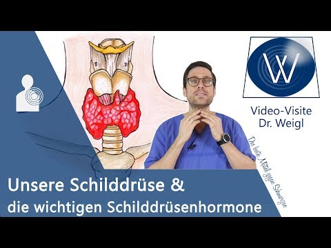 Unsere Schilddrüse: Die wichtige Rolle der Schilddrüsenhormone (T3 & T4) für unsere Gesundheit