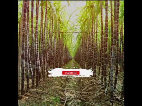 When you dream about cane, what does God want to tell you?