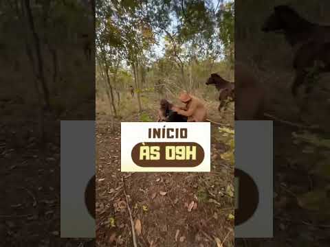 6ª PEGA DE BOI NA MOITA NA LOCALIDADE BOA VISTA EM CABECEIRAS DO PIAUÍ