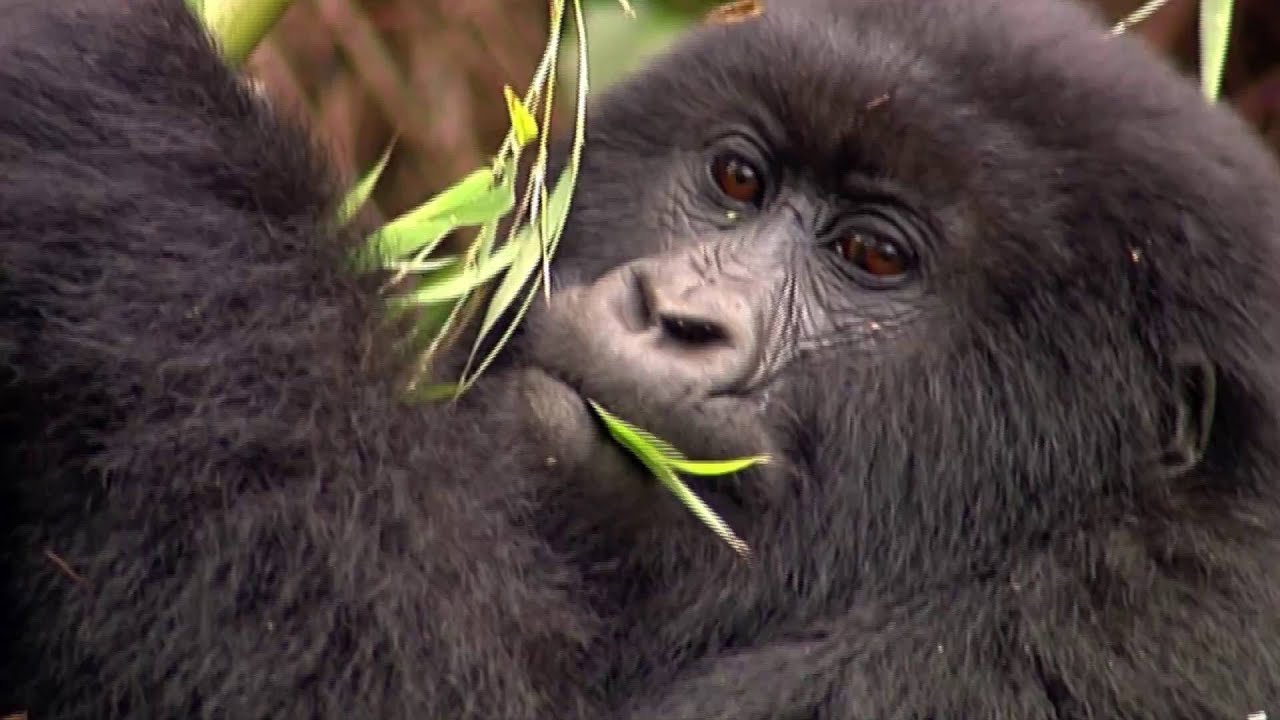 Uganda: Gorillas (2:17)