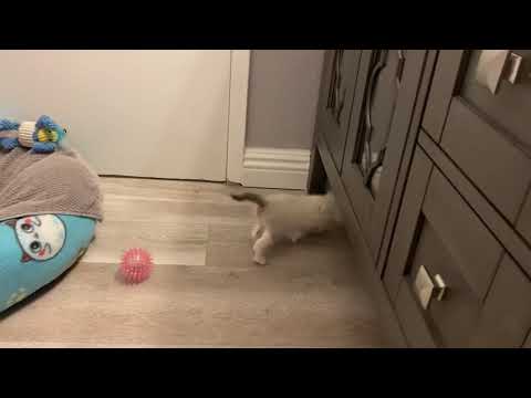 Hedda playing with ball