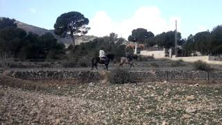 preview picture of video 'Los Caballos Luna 3 in Hondon de Las Nieves'