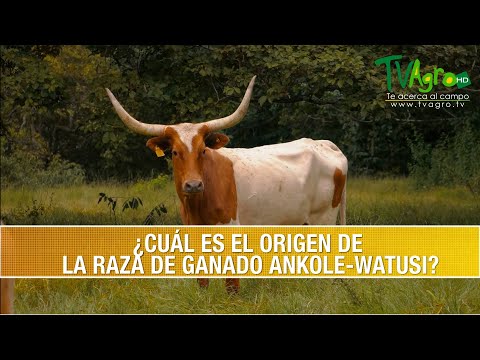 , title : 'Cual es el Origen de la Raza de Ganado Ankole-Watusi - de TvAgro por Juan Gonzalo Angel Restrepo'