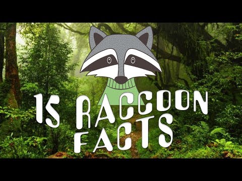 アライグマに関する15の事実