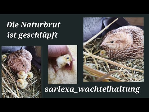 Wachtel Naturbrut, die Küken sind da!!! #Naturbrut