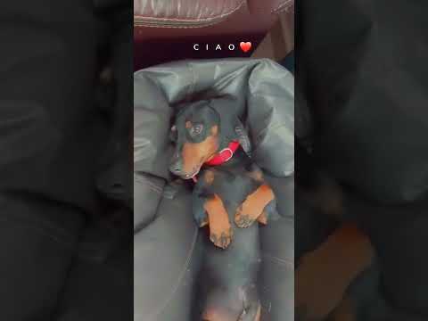 Dachshund Games