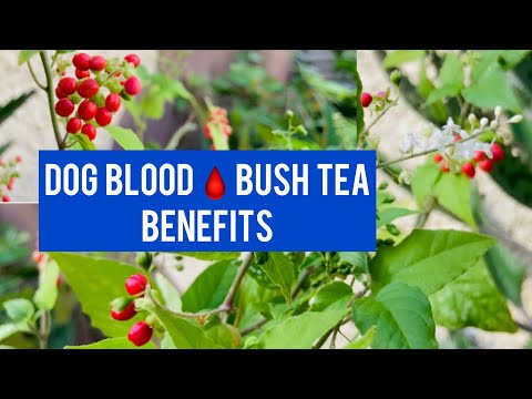 Health Benefits of DOG BLOOD BUSH TEA | Fight YEAST INFECTION | INCREASE FERTILITY + More