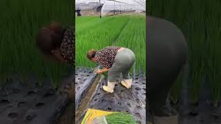 Download lagu How to Grow Onions Onion farming प य ज क �... mp3