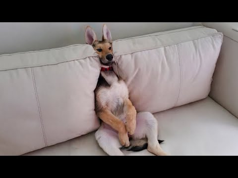 Video Compilation: Cute and Funny Animals of 2024