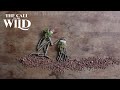 The Call of the Wild | Will You Answer the Call?
