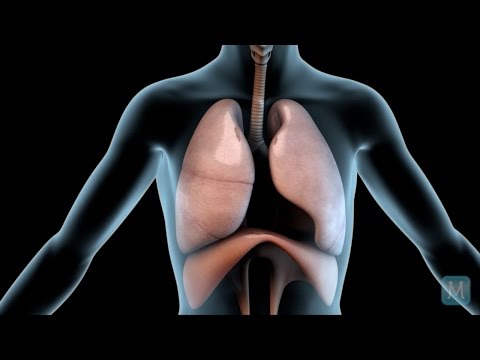 Key Factors Considered in Lung Matching