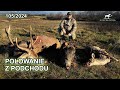 Polowanie Z Podchodu Byk Jelenia Sarna I Dzik Na Pokocie SUDECKA OSTOJA 105 2024 Hunting In Poland