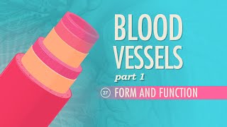 Blood Vessels, part 1 - Form and Function: Crash Course A&P #27