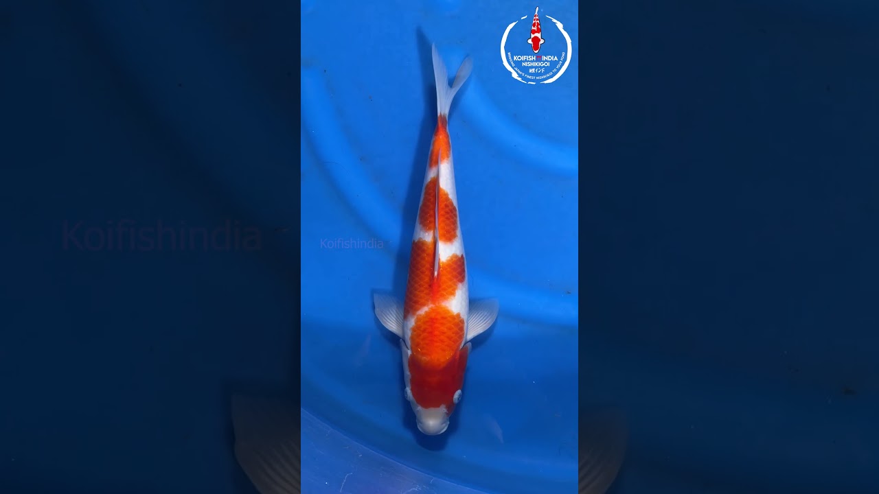 Kohaku 38cm - MFP7 - 13 - Buy original Japanese Koifish online in