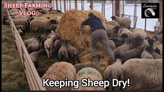 Insights Into Sheep Farming: From Fresh Bedding To Replacement Breeding Stock