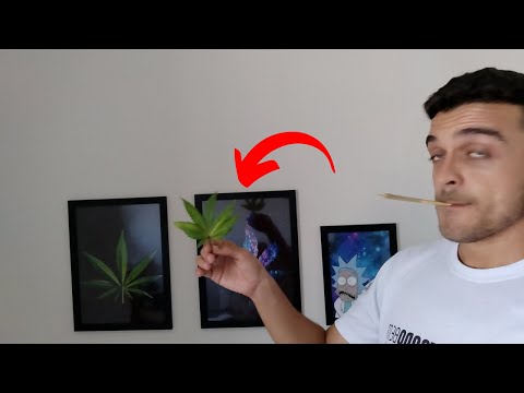 Folha de maconha da onda?